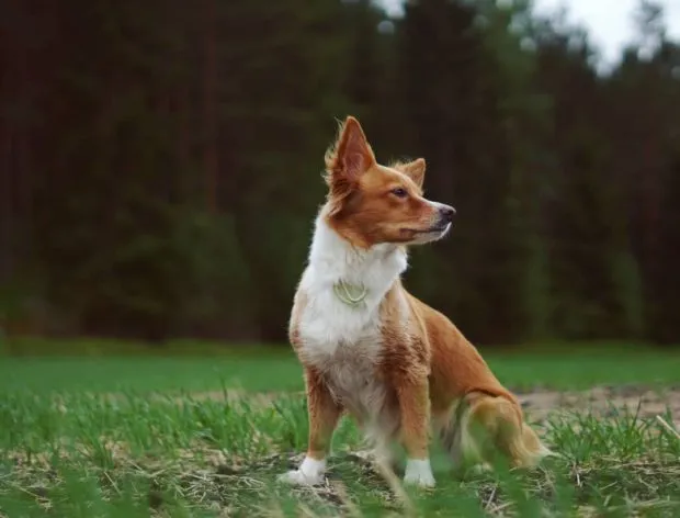 Miksi mulla on koira? - Operaatio Äiti