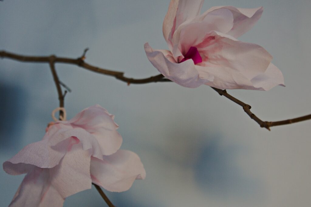 diy magnolia